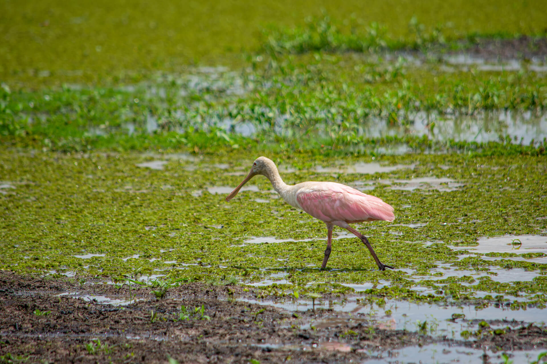 Espátula rosada en humedales de Casanare