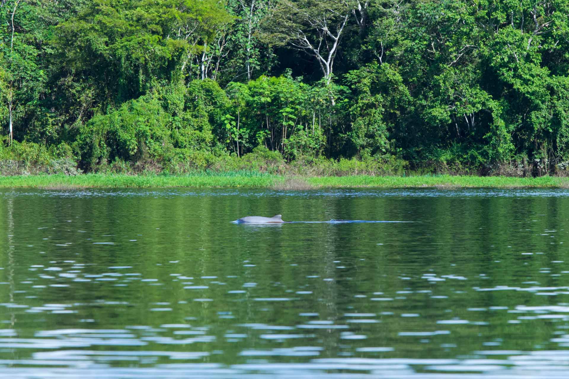 Delfines rosados en el Amazonas